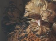 Grajewo ogłoszenia: Sprzedam drób tj;czubatki, silki, koguty duże.  Więcej... - zdjęcie