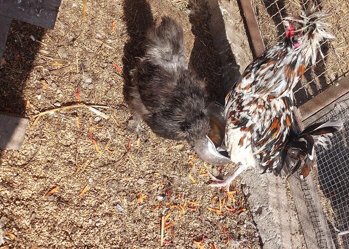 Grajewo ogłoszenia: Sprzedam drób tj;czubatki, silki, koguty duże.  Więcej...